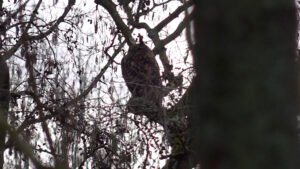 Bijzondere vogel in het Lage Bergse Bos