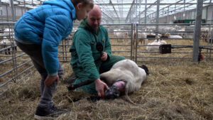 Lentegevoel: honderden lammetjes geboren in een paar dagen