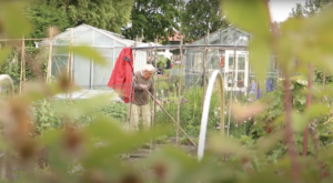 DRIESPRONG MAG NOG WEL WAT BOMEN BESTELLEN