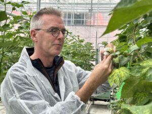 Nederkatoen: Innovatieve Katoenteelt in Bleiswijk