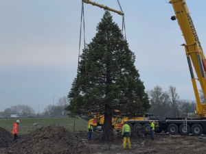 Zeldzame sequoia verhuist naar nieuwe plek in Edisonpark
