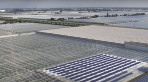 Is de glastuinbouwsector in Lansingerland nog vitaal?