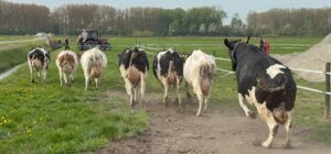 Blije koeien terug in de wei bij Boerderij Het Lansingerland