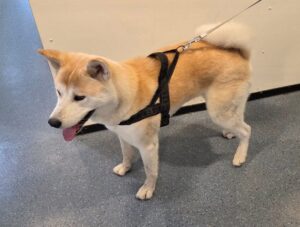 Hond loopt op het spoor: baasje spoorloos