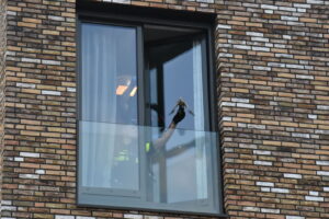 Duif vast tussen balkondeur en glasplaat bij woning Rondom in Bergschenhoek