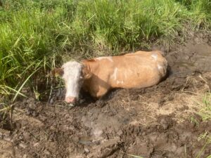 Brandweer redt koe uit modderige sloot Boezemweg in Berkel en Rodenrijs