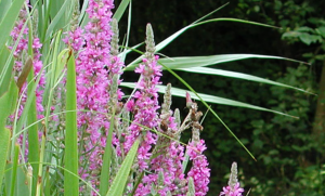 Begeleide wandeling laat zomerbloei in de Natuurtuin zien
