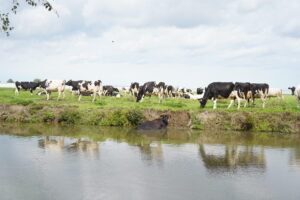 Koe te water in Berkel en Rodenrijs